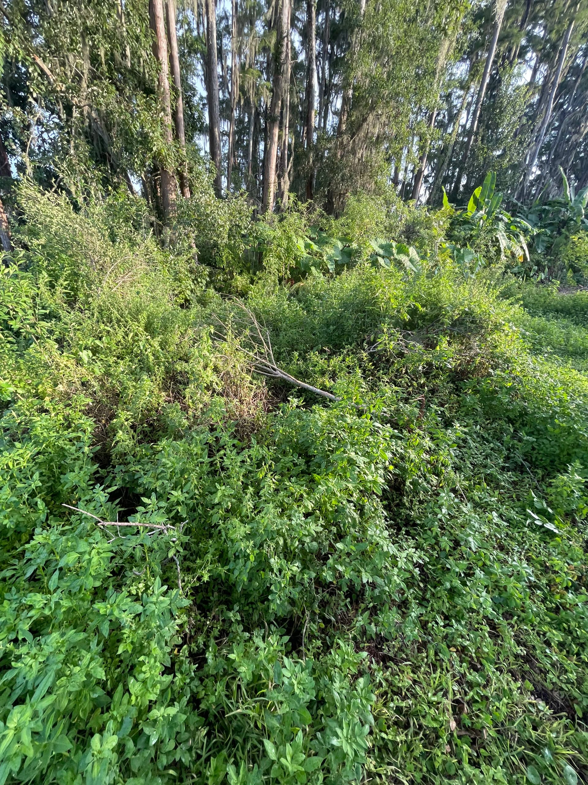 Gallery photos for Backyard Clearing and Grading Done Right in Lutz: Image #7