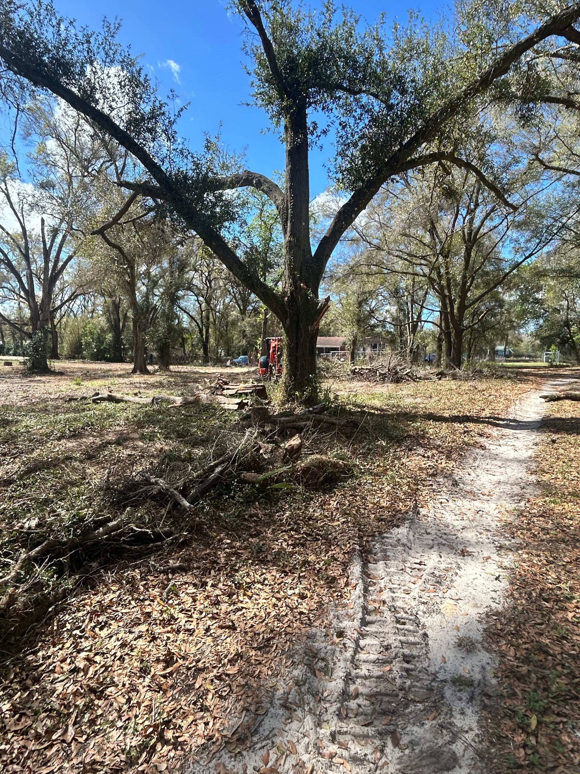 Gallery photos for Full Property Cleanup with Tree Work and Driveway Grading: Image #1