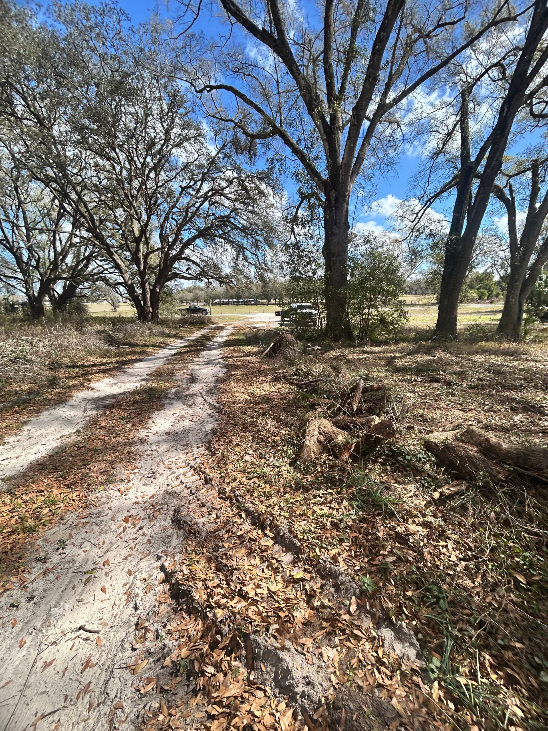 Gallery photos for Full Property Cleanup with Tree Work and Driveway Grading: Image #3