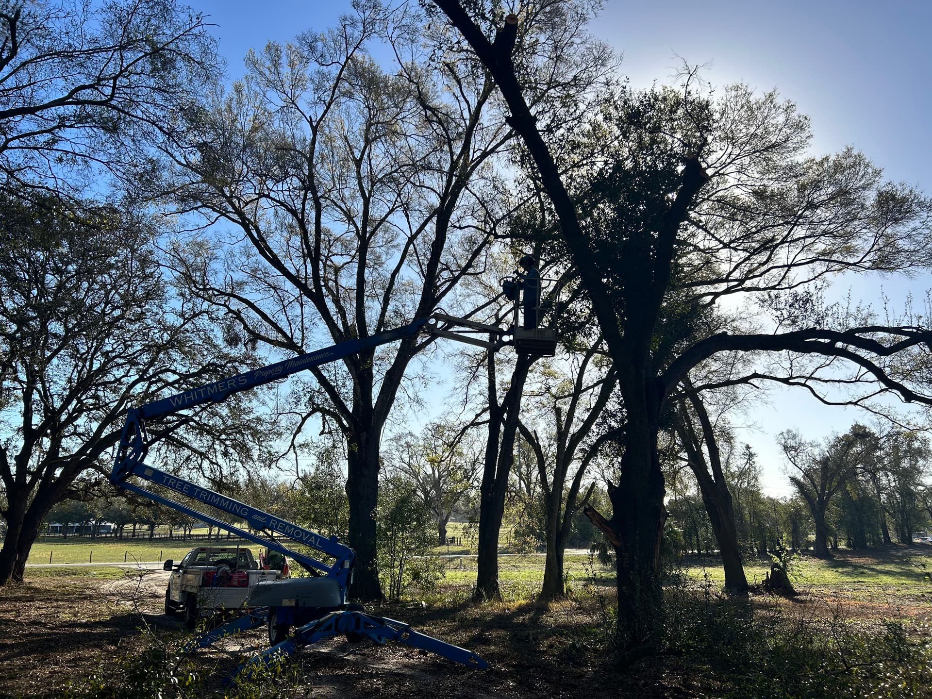 Gallery photos for Full Property Cleanup with Tree Work and Driveway Grading: Image #2