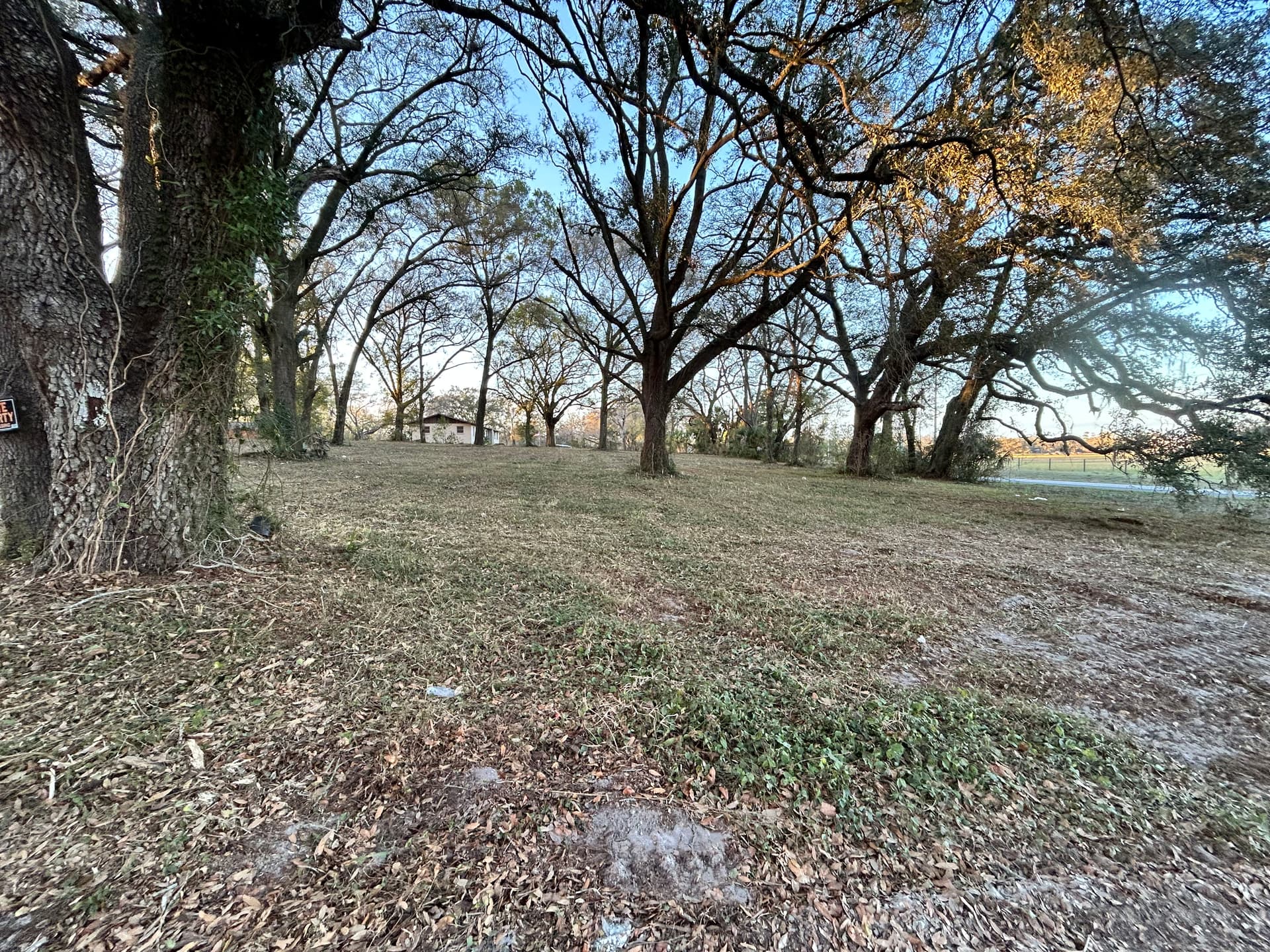 Gallery photos for Full Property Cleanup with Tree Work and Driveway Grading: Image #5